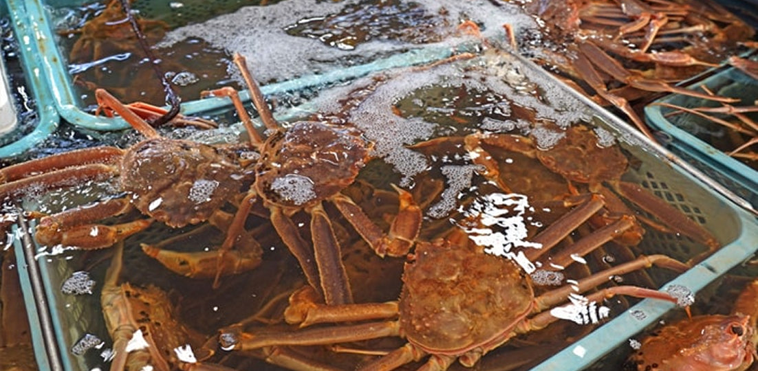 松葉がに(大・1.5~2人前) 700g以上 生