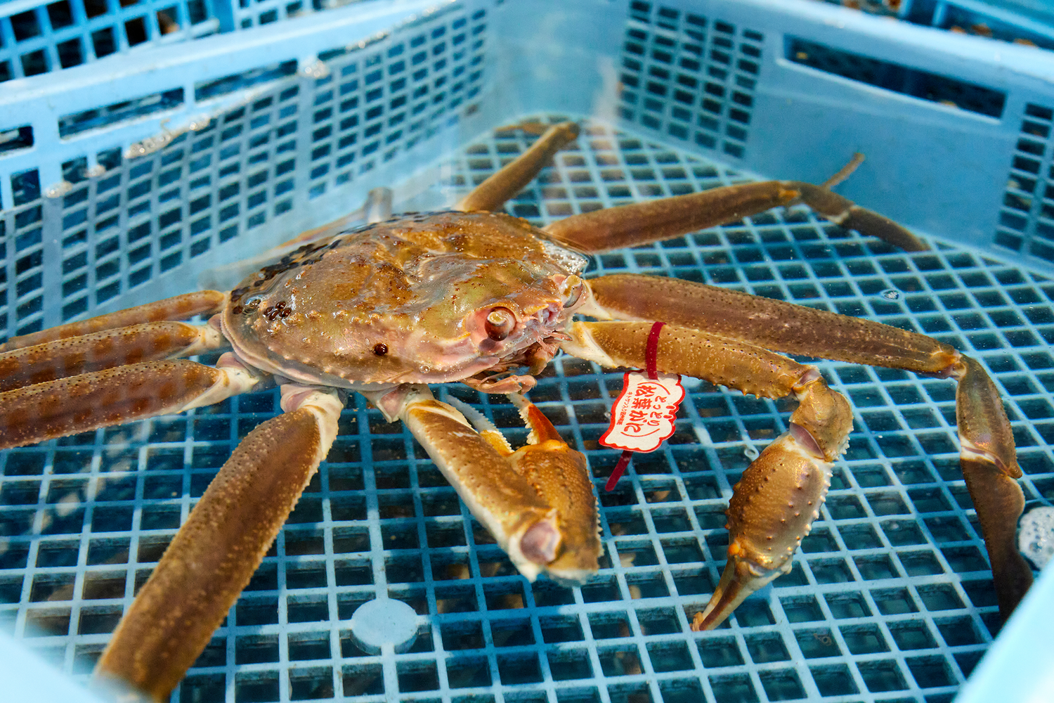 鳥取県賀露港直送　松葉ガニ