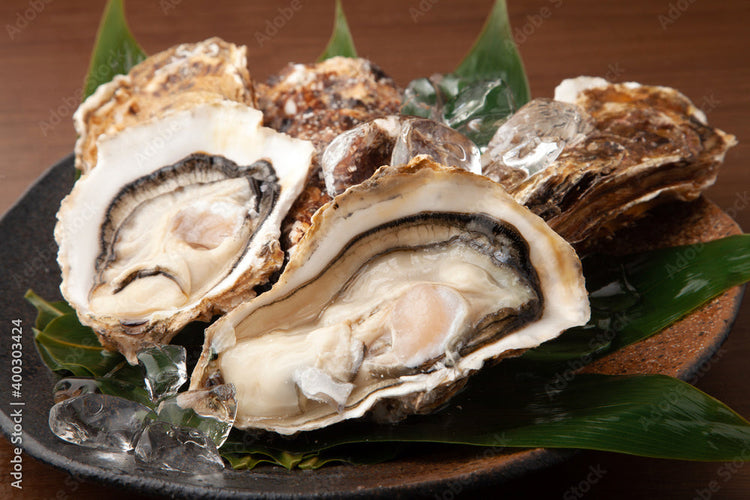 鳥取賀露港　天然岩がき