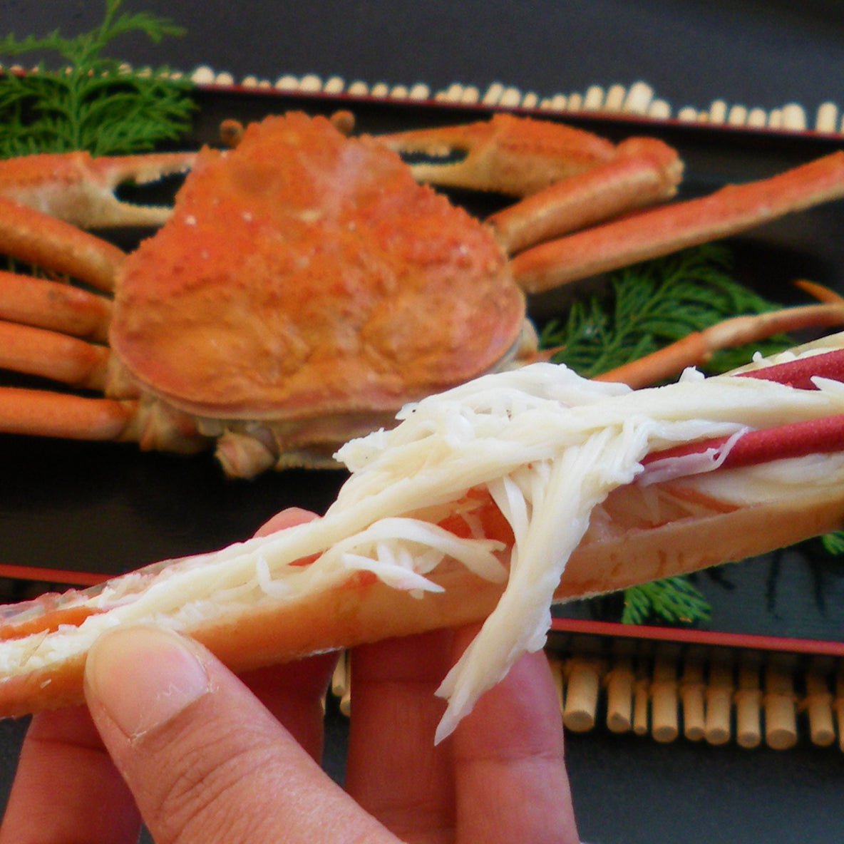 松葉がに（超特々大・3~3.5人前）　1.2Kg以上 ボイル