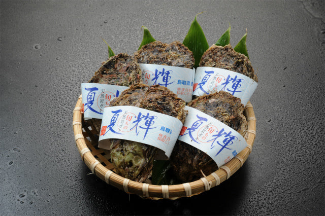 【予約販売】鳥取賀露港　天然岩がき「夏輝」（4～6個セット）