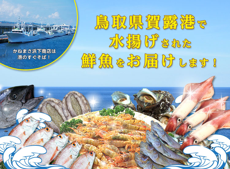 かねまさ浜下商店から鳥取県賀露港で水揚げされた鮮魚をお届けします！